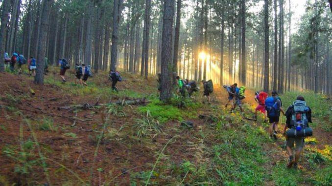 Pine Forest Cottage Сабие Екстериор снимка